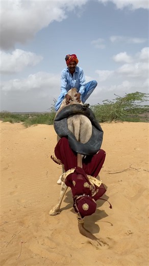 Camel Life And all girls shooting Roshan #desertadventures