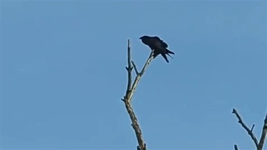 If you hear this distinctive deep ‘cronk-cronk’ call, you're hearing a raven! 🖤 These super-smart birds are the biggest member of the crow family - even bigger than a buzzard - and can be seen in upland and forest areas, where they feed on carrion. This one was spotted at Bowden Pillars, near Totnes, where we are currently creating a new temperate rainforest. This vital habitat once covered a fifth of our land, but today, temperate rainforest fragments stretch across just 1% of the UK. The team