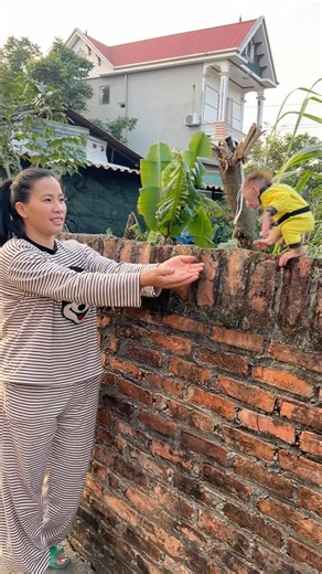 The baby monkey called for its mother to carry it down because it was stuck high up.#monkey