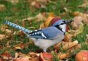 Blue Jay Facts – What Do Blue Jays Eat – Where Do Blue Jays Live