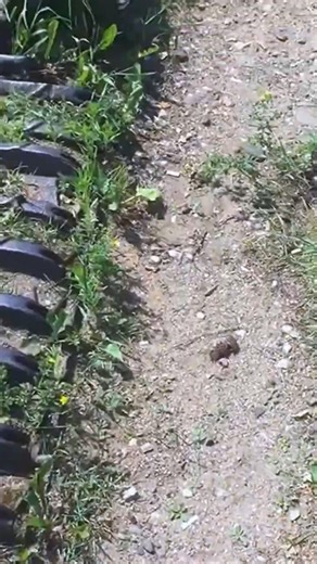 Tiger I Lenino-Snegiri Military Museum | Panzer-Archeology