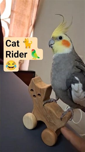 Cockatiel Riding A Cat! 🦜🐈🚗😂 #kutus #cockatiel #birds #cute #parrot #cat #car #toy #funny #comedy