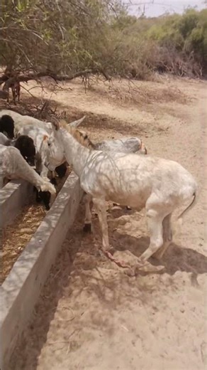 Village Life: Donkey & Goats Eating Together 🐴🐐 #shortvideo #animals #shortvideo #cuteanimal