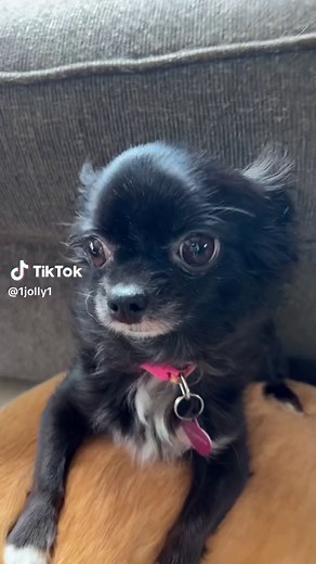 Meet Pudding: The Glittery Dog! 🌟