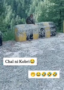 170K views · 2.7K reactions | Abhi aya na maja 浪浪 #monkey #monkeyfacechallenge #funnymemes #funkymonkey Atta Ul Mateen Hassan Gopayra Muhammad Faisal Baloch EX Ple | Saqib Gopayra | Facebook