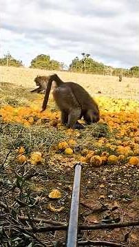 Lethal Range, 97 pound Baboon, Blowpipe