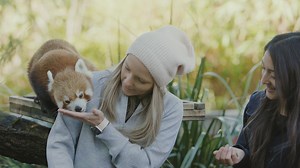 5.4K views · 555 reactions | Best animal experience ever! Ever dreamed of having the worlds cutest animals eating out the palm of your hand? If so, you seriously need to try out our Exotic Zoom Tour! Get up close and personal with Red Pandas, Meerkats, and Red Pandas. It's the perfect experience to warm your soul this Winter. https://symbiozoo.com.au/behind-the-scenes-animal-encounters/exotic-zoom/ | Symbio Wildlife Park | Facebook