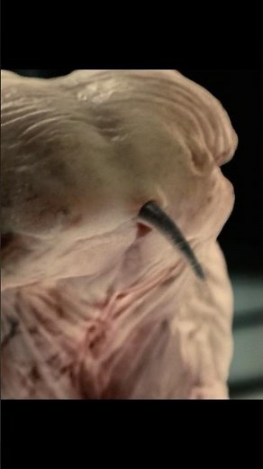 Splice - The Hybrid Showdown That Shocked Everyone