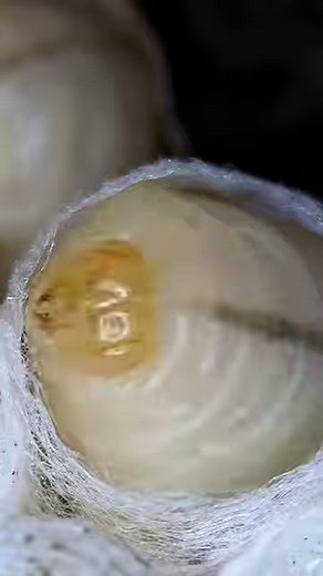 127K views · 5.1K reactions | Yellow Jacket Wasp Larva weaving her silk cap. Underneath this cap, she goes through metamorphosis, and after 14 - 21 days (depending on the species of wasp), she chews her way out and emerges as an adult wasp! #fyp #viral #viralvideos #hornetking #wasp #Yellowjackets | Hornet King | Facebook