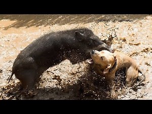 Dogs vs Wild Boar Real Fights - Wild Boar Traditional Hunting