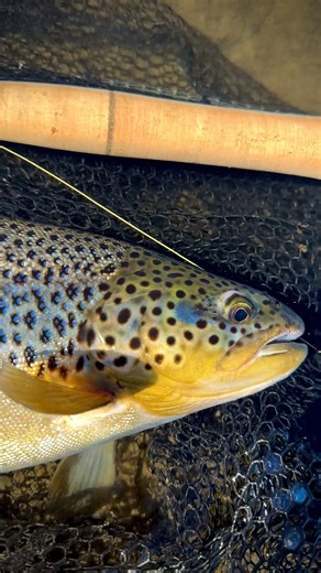 Fish Partner on Reels