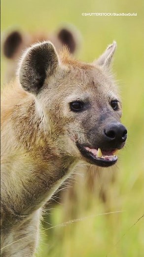 Are hyenas dogs? #NHM #Hyena #Evolution