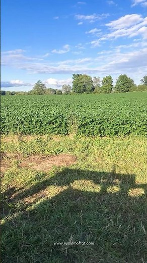 92.5-Acre Farm For Sale | 425158 Irish Lake Road, Grey Highlands, ON | Susan Moffat, REALTOR®