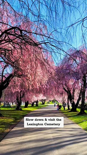 31K views · 590 reactions | Slow down & visit Kentucky at the Lexington Cemetery y’all. It’s stunning this week! | The Kentucky Shop | Facebook