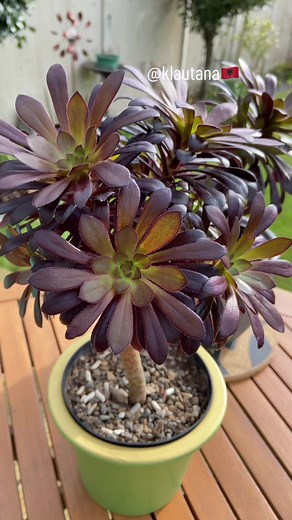 Aeonium Black Rose Succulent Propagation Guide