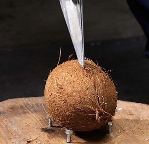 1.1M views · 6.5K reactions | ココナッツドリーム！自然が創造性を刺激する場所 | Wood Mood Japanese | Facebook