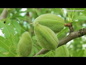 Αμυγδαλιά Almond tree καρποί φρούτα Φυτά Φυτολογία Φυτολόγιο HD