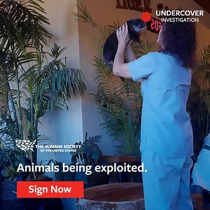 EXPOSED: Undercover footage taken at Tiger Safari in Oklahoma showed a distressing scene when a 6-month-old otter was forced into human interaction. 💔 The otter, who was understandably fearful, screamed horrifically throughout the experience as patrons to the business touched and took photos with the young animal. The U.S. Department of Agriculture must do its job to prevent future cruelty like this. Take action NOW: https://hsus.link/p4jlge | Humane World for Animals