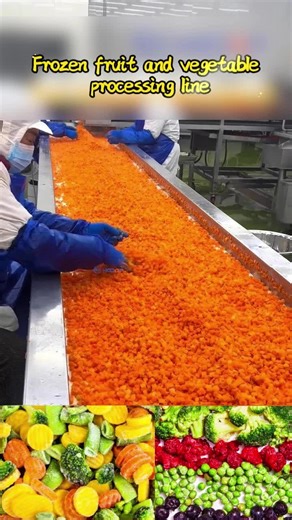 Quick-Freezing Fruit and Vegetable Processing Line—For all types of quick-freezing production lines From washing and dicing to quick-freezing packaging #Carrots #GreenBeans #Corn #Peas #LeafyVegetables #Broccoli #Spinach #FruitVegetableSupply #FoodMachinery #QuickFrozenFoodFactory #Supermarkets
