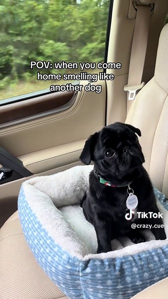 Pug Reactions to Smelling Like Another Dog
