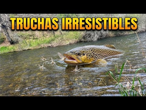 ✅ truchas irresistibles🟢¡Predator Fly está emitiendo en directo!