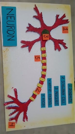 Structure of neuron ✨ biology 3D model #biology #model