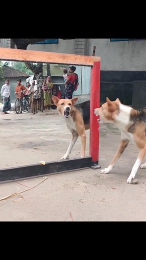 Oh NO!😂 Angry Dog Fighting With Mirror | Hilarious Reaction | Funny Dog Video | All Time Best Fun Tv