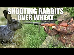 Shooting Rabbits over Wheat