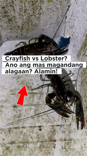 Crayfish vs Lobster? Ano ang mas magandang alagaan? Alamin natin! #crayfish #arcpilipinas #crayfishphilippines #crayfishbreeder #crayfishfarming #aquaculture #outdoors #fblifestyle | CrayJay Backyard Farm