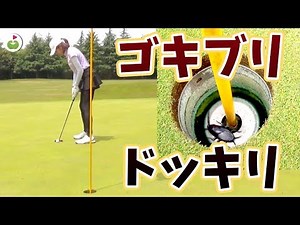 カップインしてボール拾おうとしたらゴキブリ入ってるドッキリ🤪【誠ノ介くんとゴルフ#4】