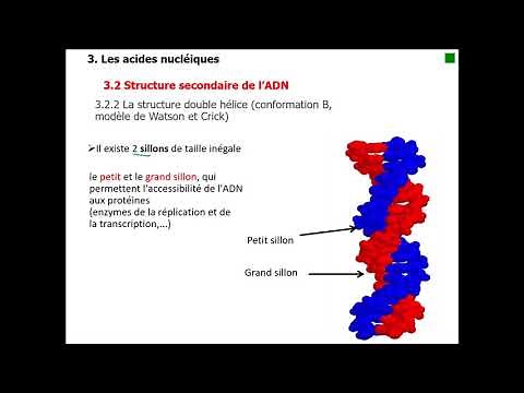 III 2 Structure secondaire de l'ADN