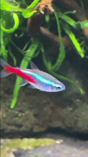 Neon Tetras Vs Chili Rasboras - My Thoughts After Keeping These Two Great Fish! #aquarium