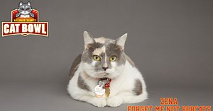 Cat Bowl - Hall of Fame