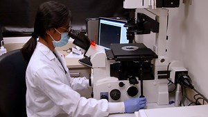 Differentiation and Characterization of Neural Progenitors and Neurons from Mouse Embryonic Stem Cells