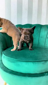 5.9M views · 10K reactions | 2 brother playing on a chair! #french #frenchiesofinstagram #puppylove #puppiesofinstagram #perro #franskbulldog #norway | Nurf-Fan | Facebook