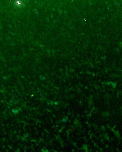 3.8K views · 357 reactions | WE ARE BRINGING BACK OUR WARRIORS DANCE EVENT FOR THE PEOPLE NEXT SUMMER… ALOT HAS HAPPENED SINCE WE LAST DID THESE, BUT NOW MORE THAN EVER WE ARE TAKIN IT TO THE NEXT LEVEL ALONG WITH THE SUPPORT FROM THE KINGS OF THEIR GAME, 4 NIGHTS OF PURE RUCKUS … LETS GO !! Signup for the fan pre-sale here. General sale is on Friday 7th November at 9am | The Prodigy | Facebook