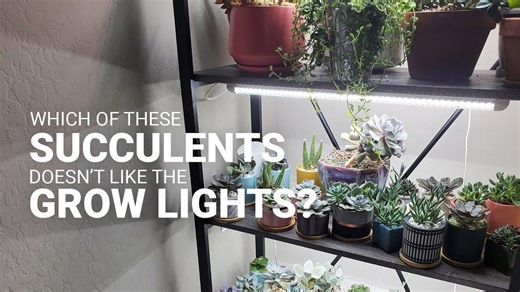 How to Use Grow Lights to Make Your Succulents Thrive