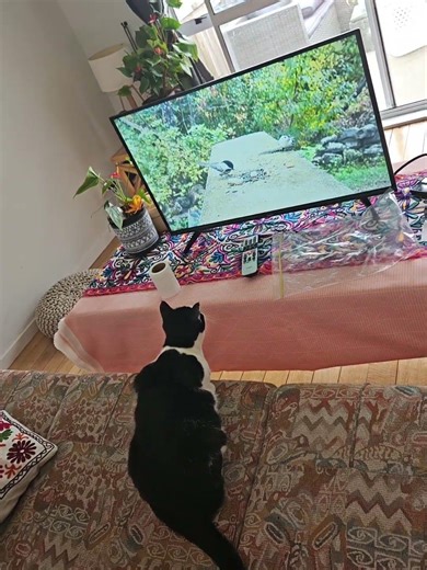 cat watching birds on tv