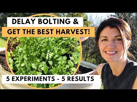 CILANTRO HARVEST - How to Harvest Cilantro (Coriander) & Stop Bolting !