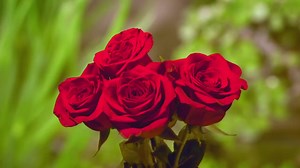 【纪录片.国家地理.肉眼看不到的奇妙世界/未知世界的秘密.Mysteries.of.the.Unseen.World.2013】中文字幕