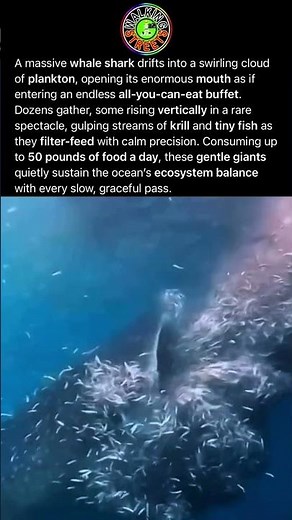 This Gentle Giant Feeds On Plankton, Krill, And Small Fish