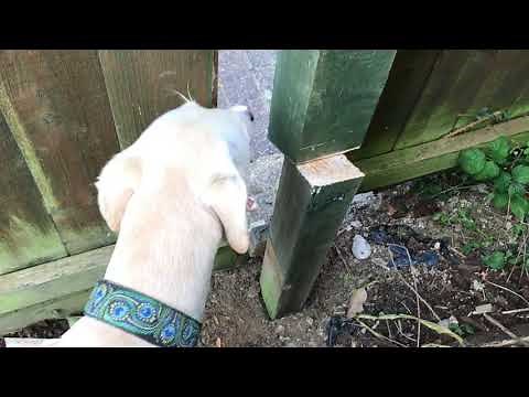 Rotten Fence Post How To Fix It Cheaply Yourself