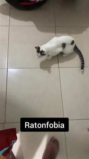 los ratones no son lo suyo | rat in house