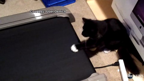 Cat Takes on Treadmill