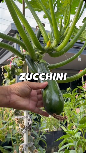 8.5K views · 606 reactions | Harvesting zucchinis in the morning. I finally say I am successful with growing zucchinis. #gardening #vegetablegardening #raisedbedgardening #deogardener #fyp | Deo N A Valenzuela | Facebook