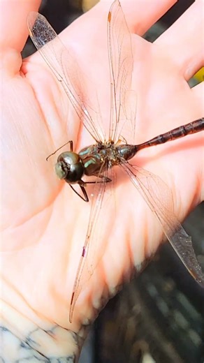 My solarium attracts the most beautiful creatures. #dragonfly