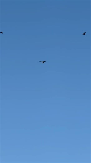 Crows pestering a red tailed Hawk #nature #birds