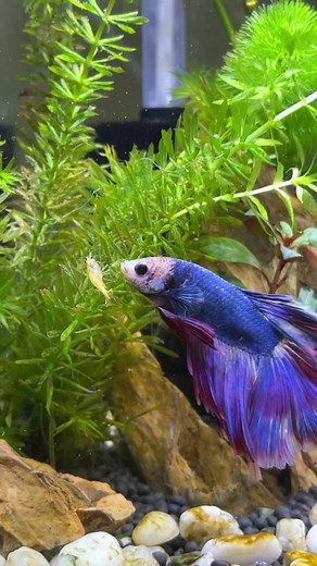 Betta Fish Care: Feeding Dwarf Shrimp in Aquariums