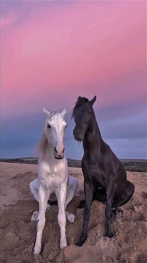 le cheval, cabre son coeur dans sa majesté