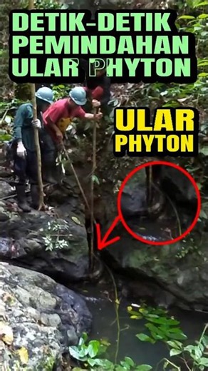 The Tense Moments of Relocating a Wild Python to Its New Home in the Dense Jungle🐍🔥